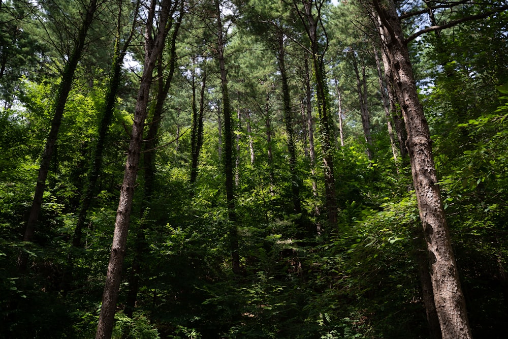 green trees on forest during daytime