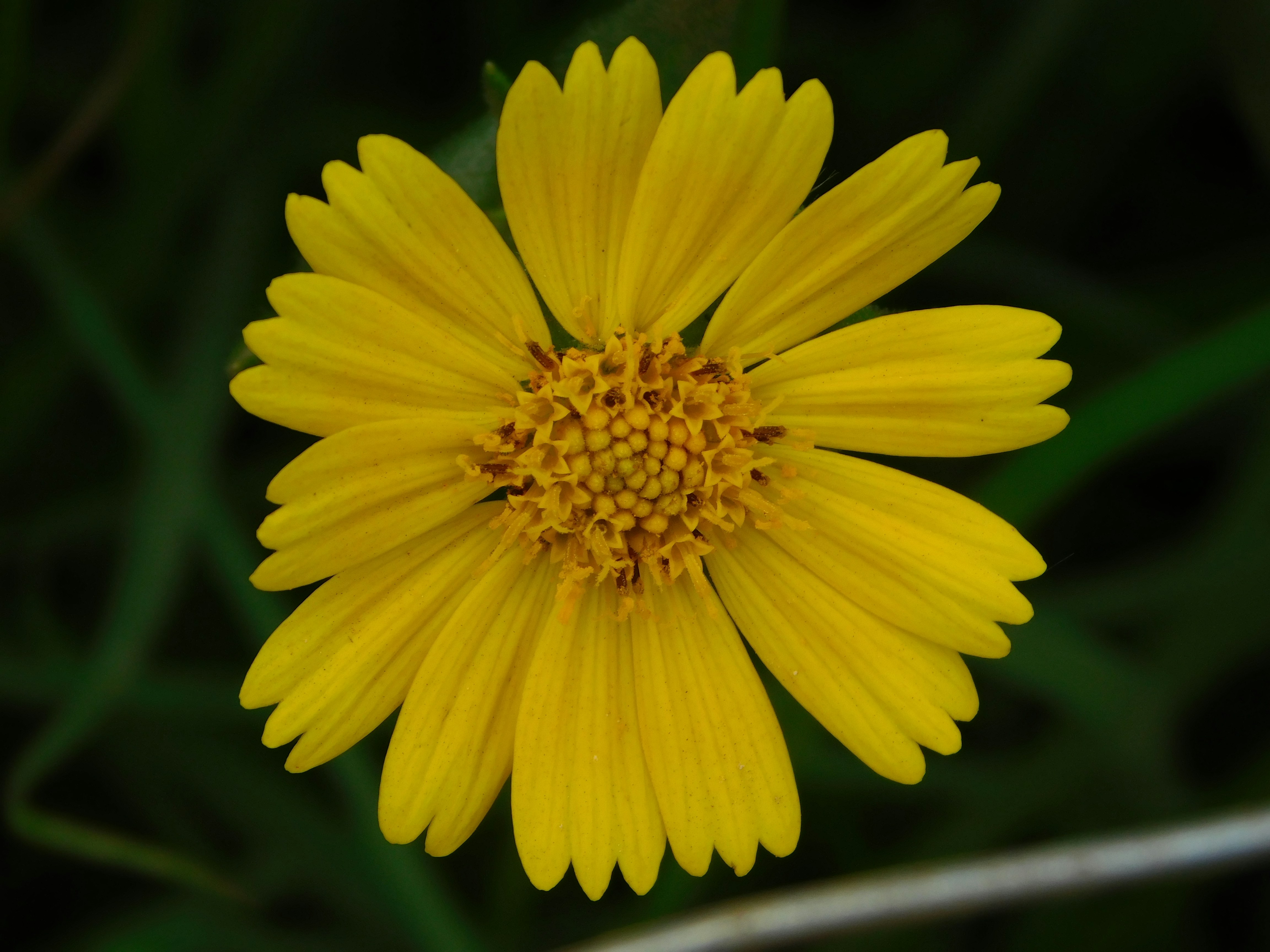 yellow daisy