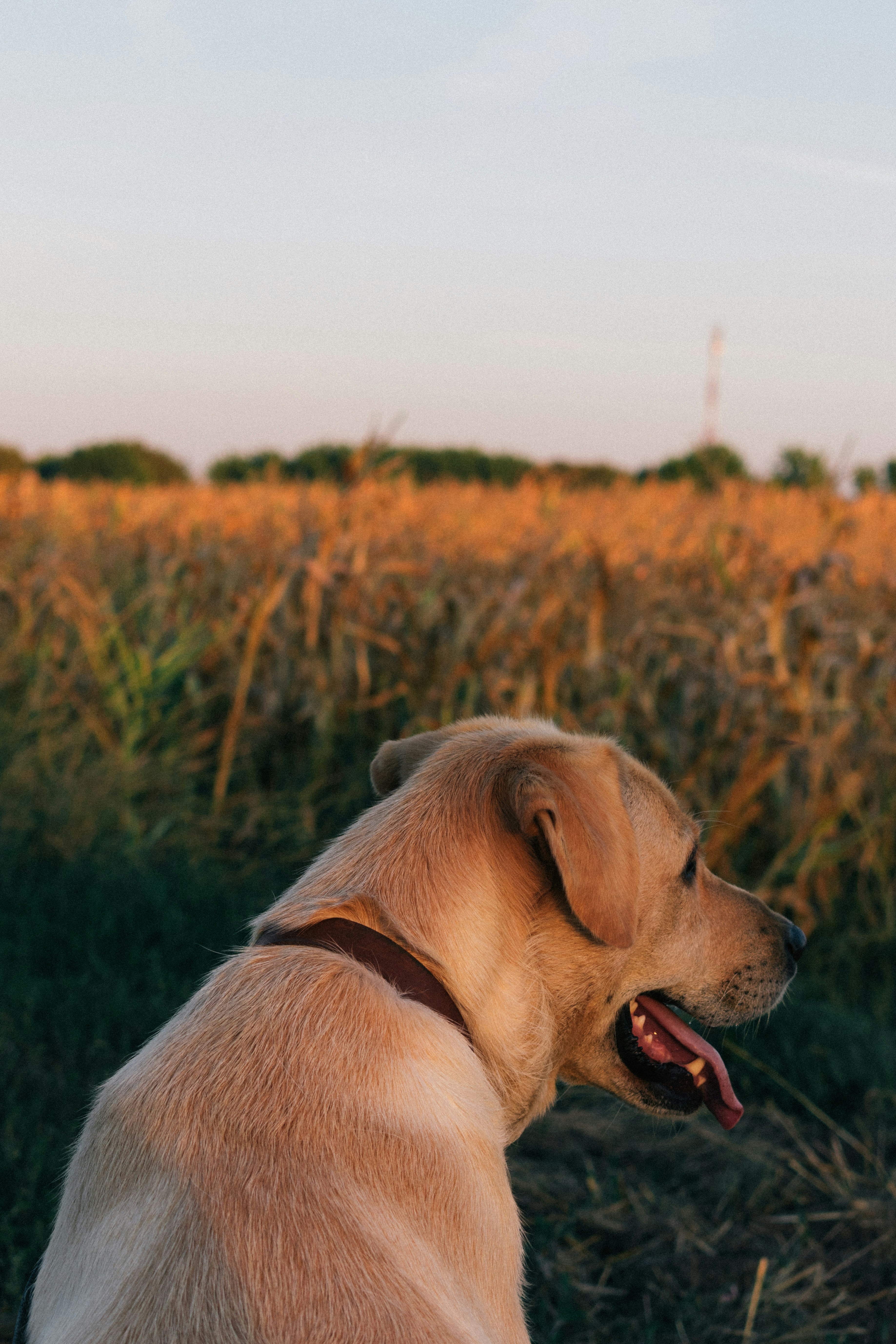 Photo by gabor_veres