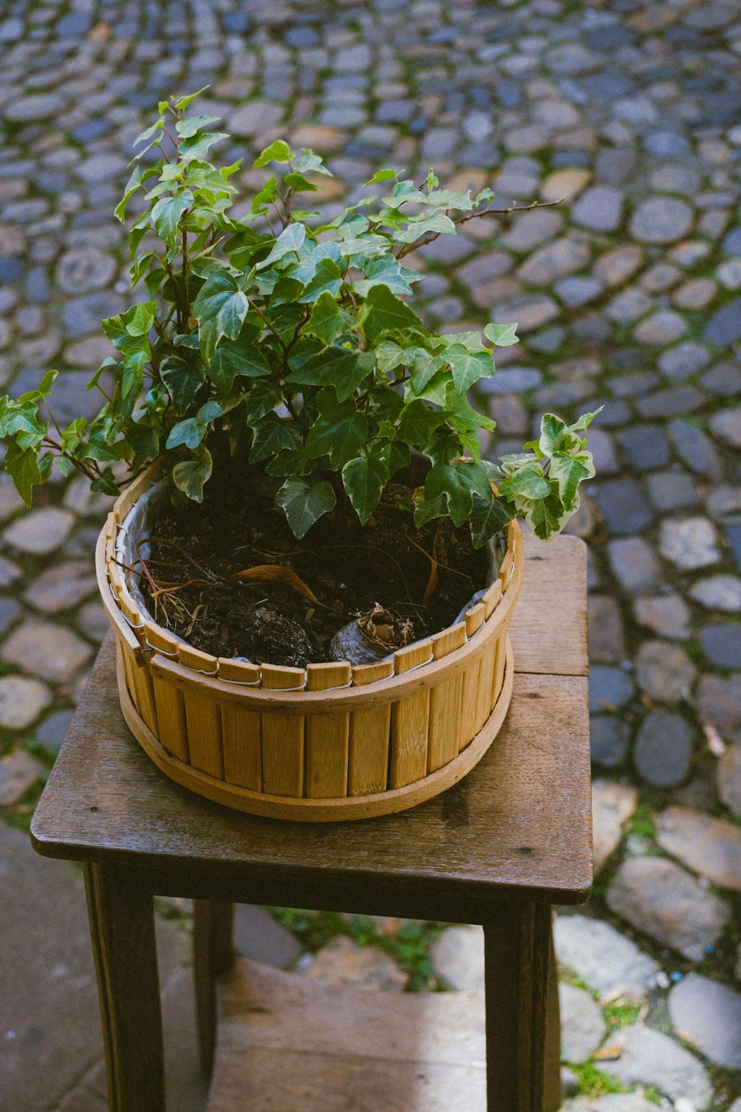 green plant on brown wooden pot