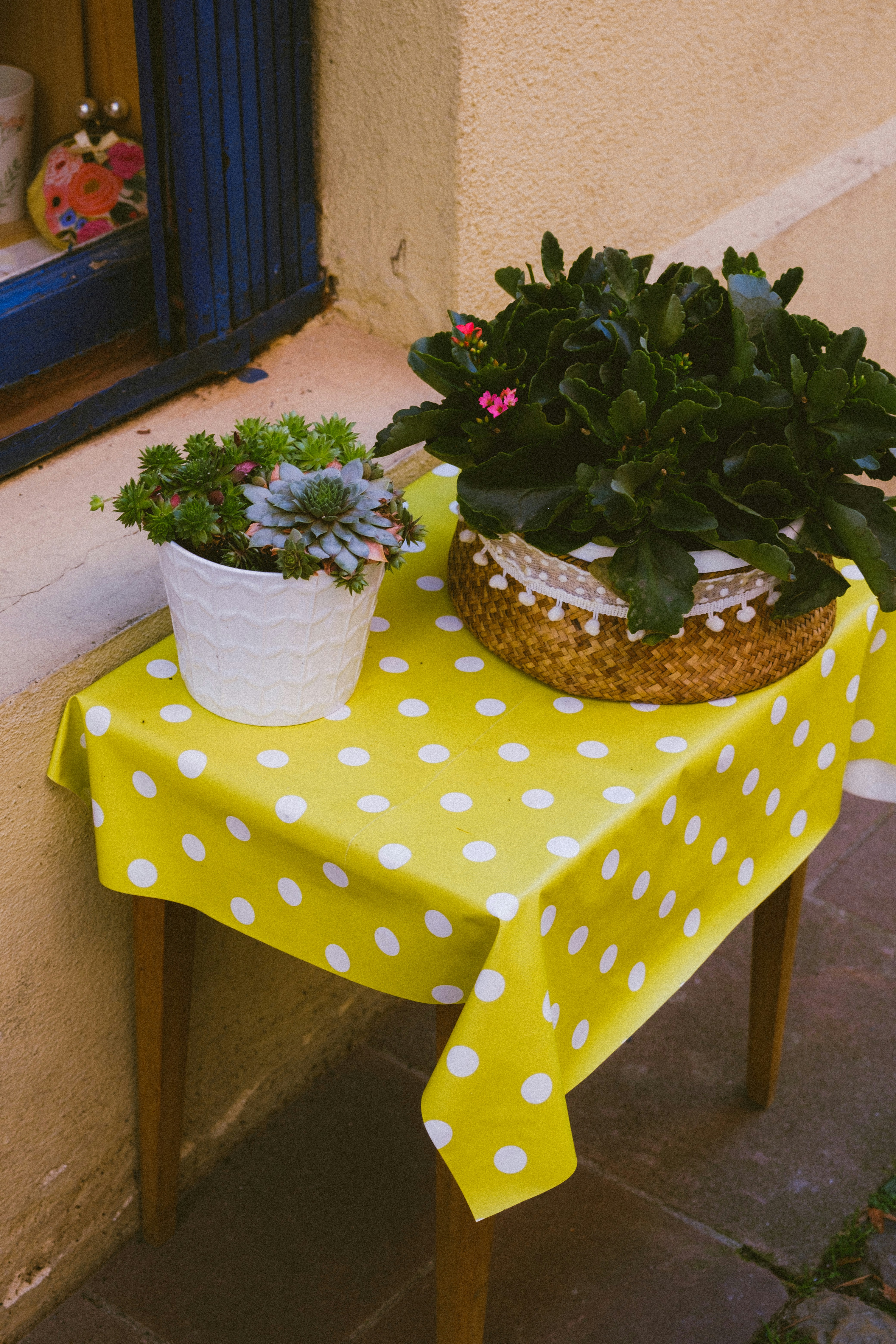 green plant on brown woven pot on green table