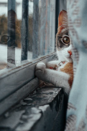 A curious cat perched on a windowsill, gazing outside with hope.