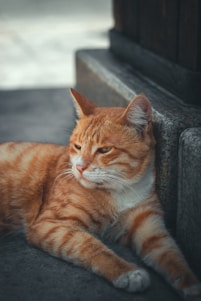 orange tabby cat on gray concrete bench