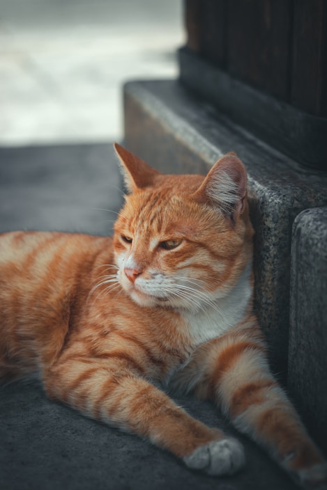 orange tabby cat on gray concrete bench