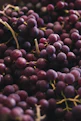 red and green round fruits