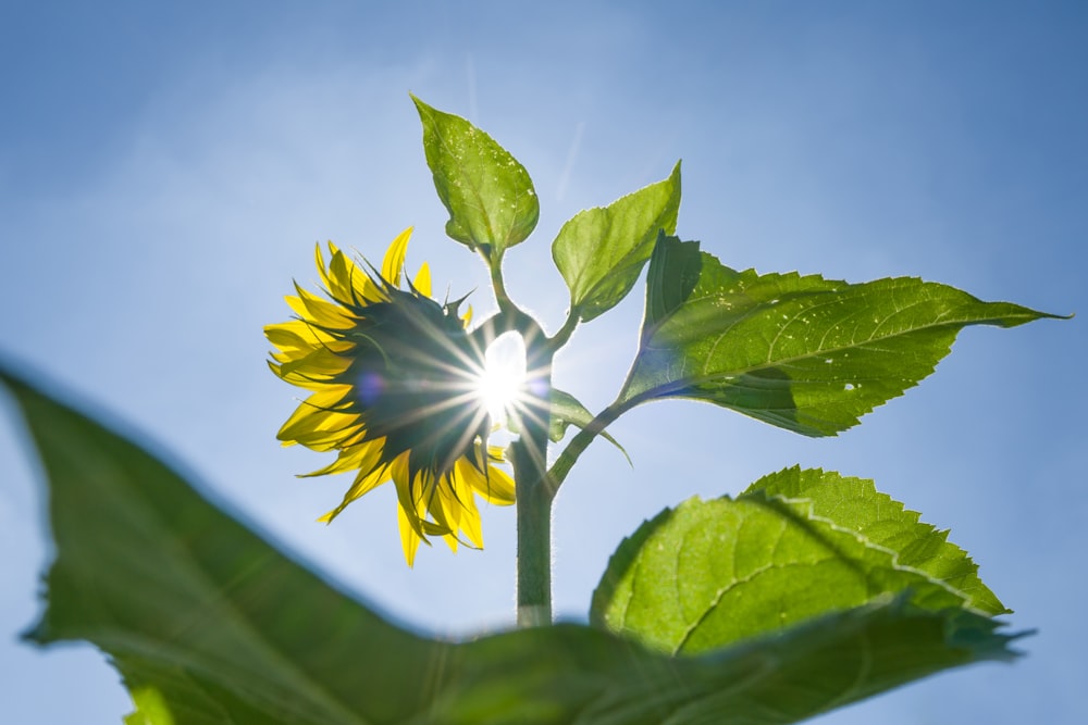 yellow and white flower in bloom