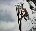 man in orange shirt sitting on tree branch