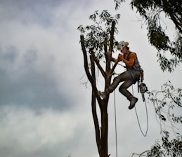 man in orange shirt sitting on tree branch