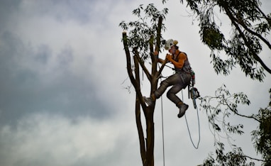 man in orange shirt sitting on tree branch