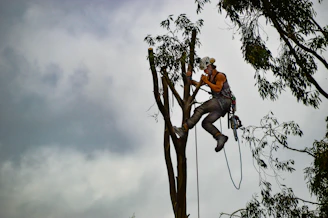 Close-up of a skilled arborist carefully trimming a tree branch using rope access techniques.