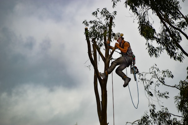 A person is climbing a tall tree, equipped with safety gear including a helmet and harness. They appear to be engaged in tree trimming or climbing activities, using ropes and tools. The background shows cloudy skies and additional tree branches.