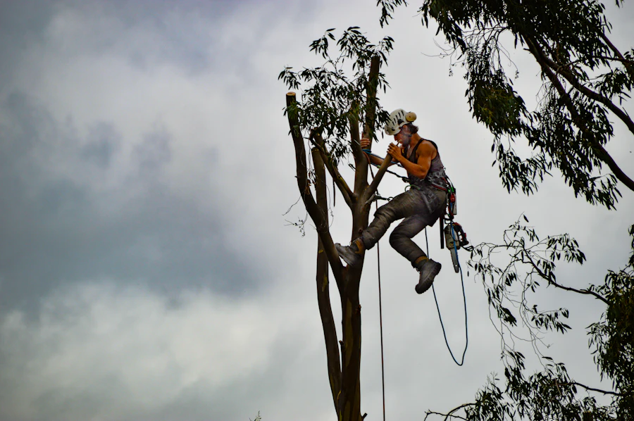 Climber roped into the top of a tall tree preparing a section for controlled lowering