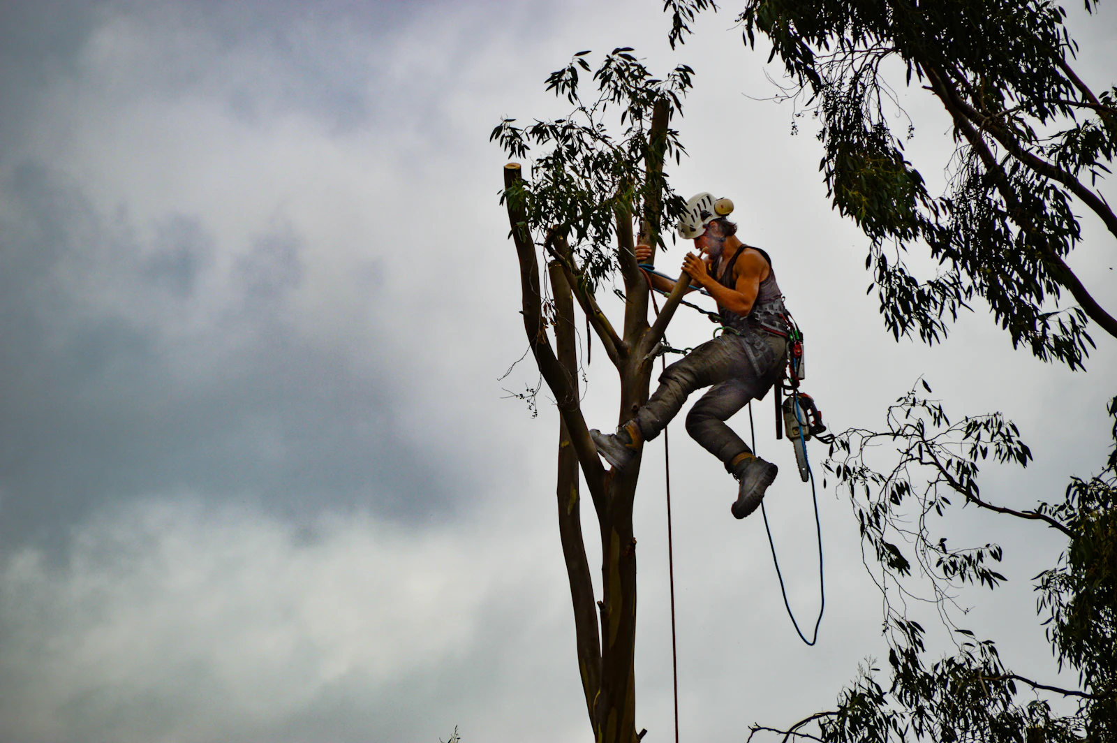 Arborist working in a mature tree