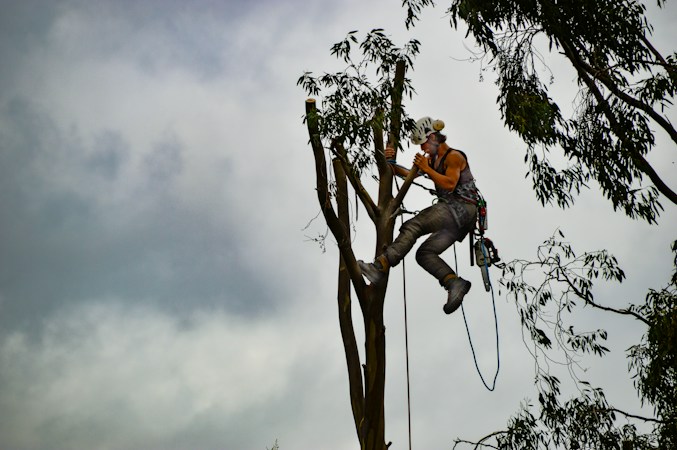Essential Tree Equipment for Homeowners and Professionals