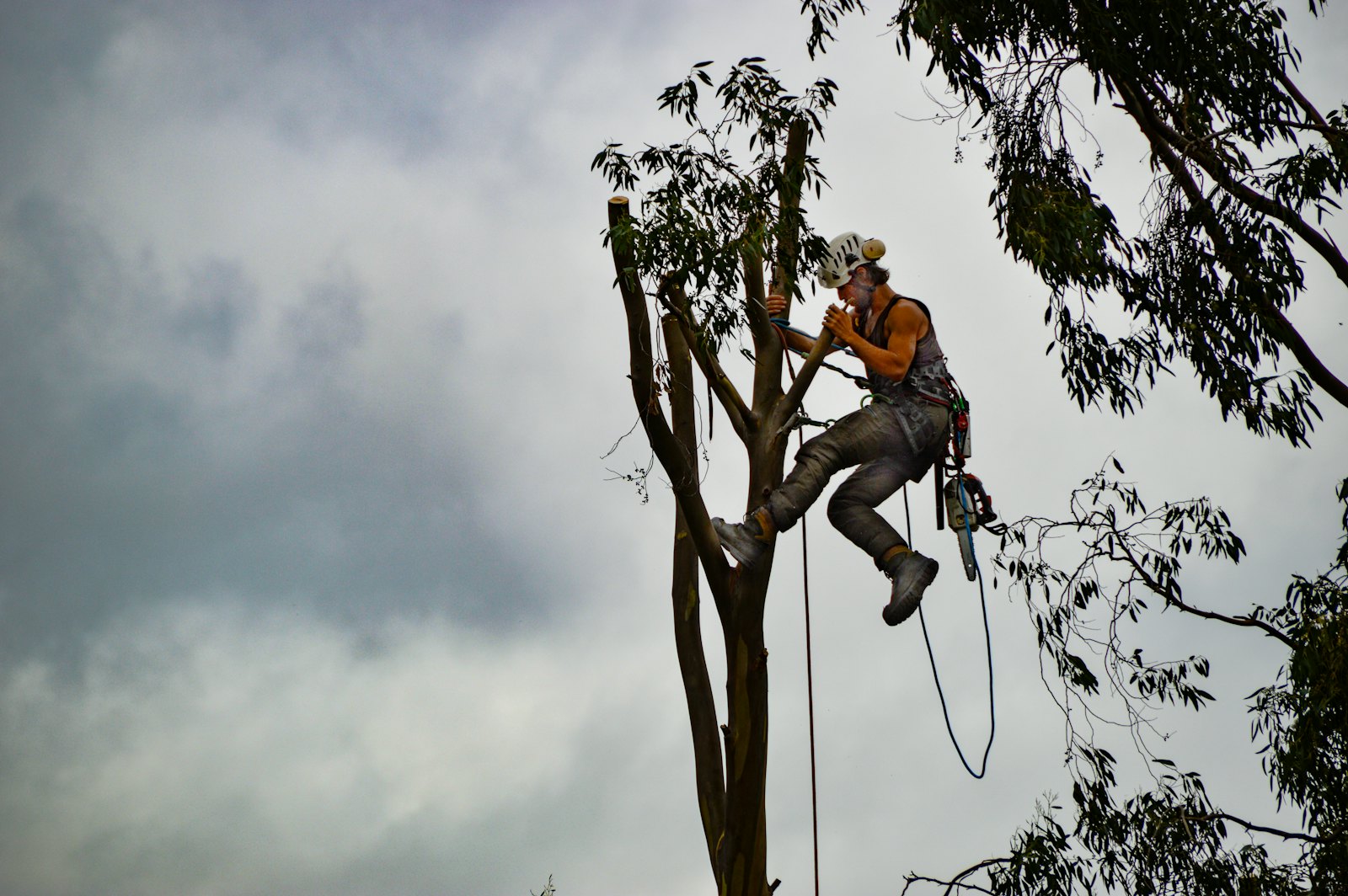 The Big Ash Tree Service — Tree Service in Jackson, MO