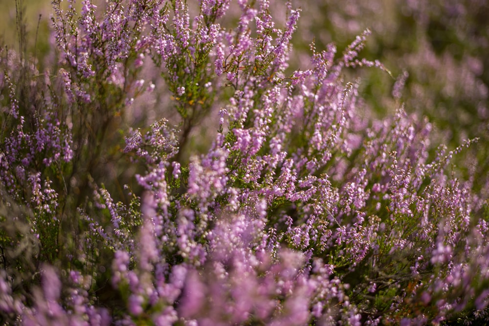 purple flowers in tilt shift lens