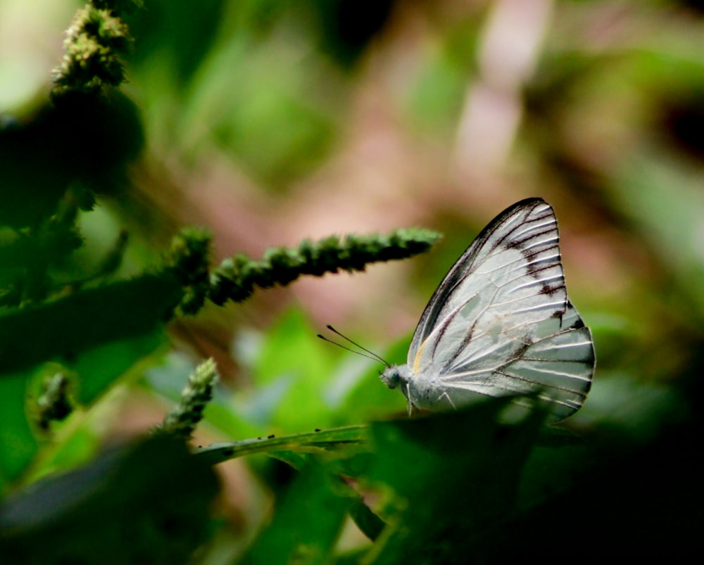 white butterfly perched on green leaf in close up photography during daytime