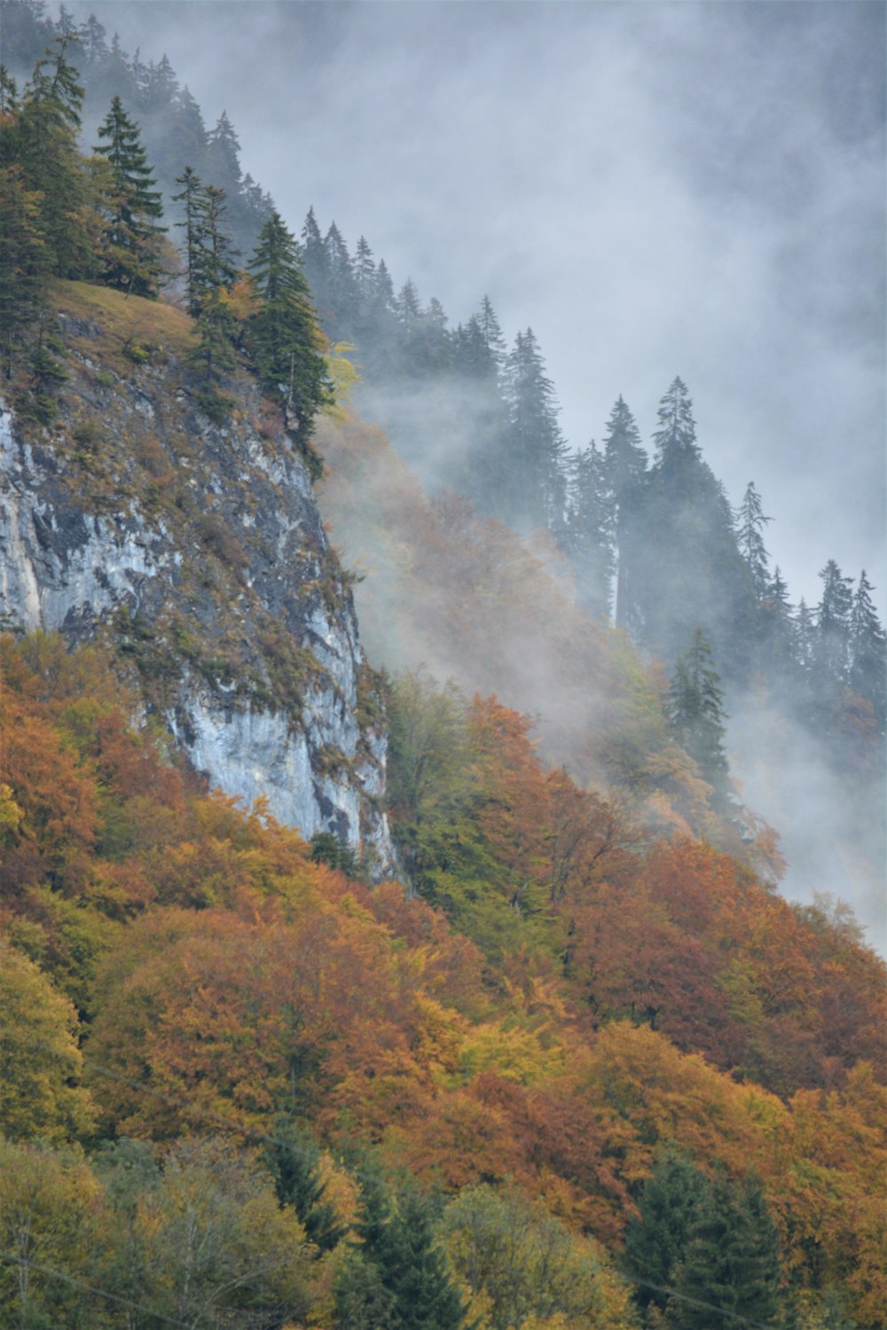 green trees on mountain during daytime