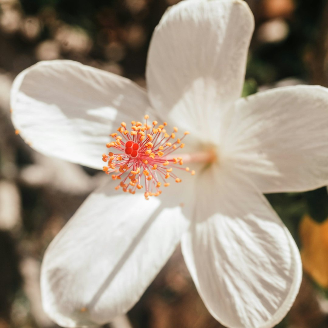 white and red flower in tilt shift lens