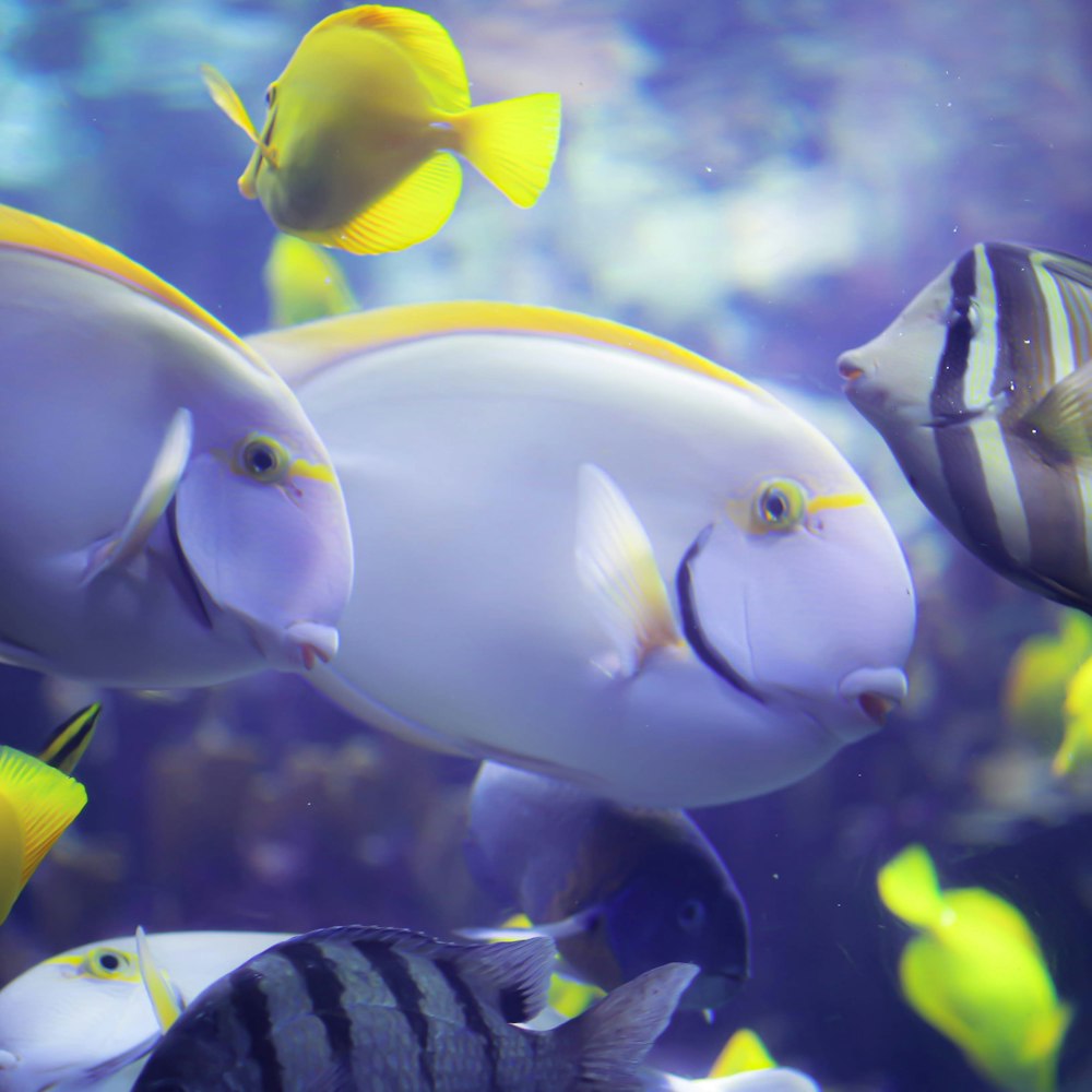 yellow and white fish in water