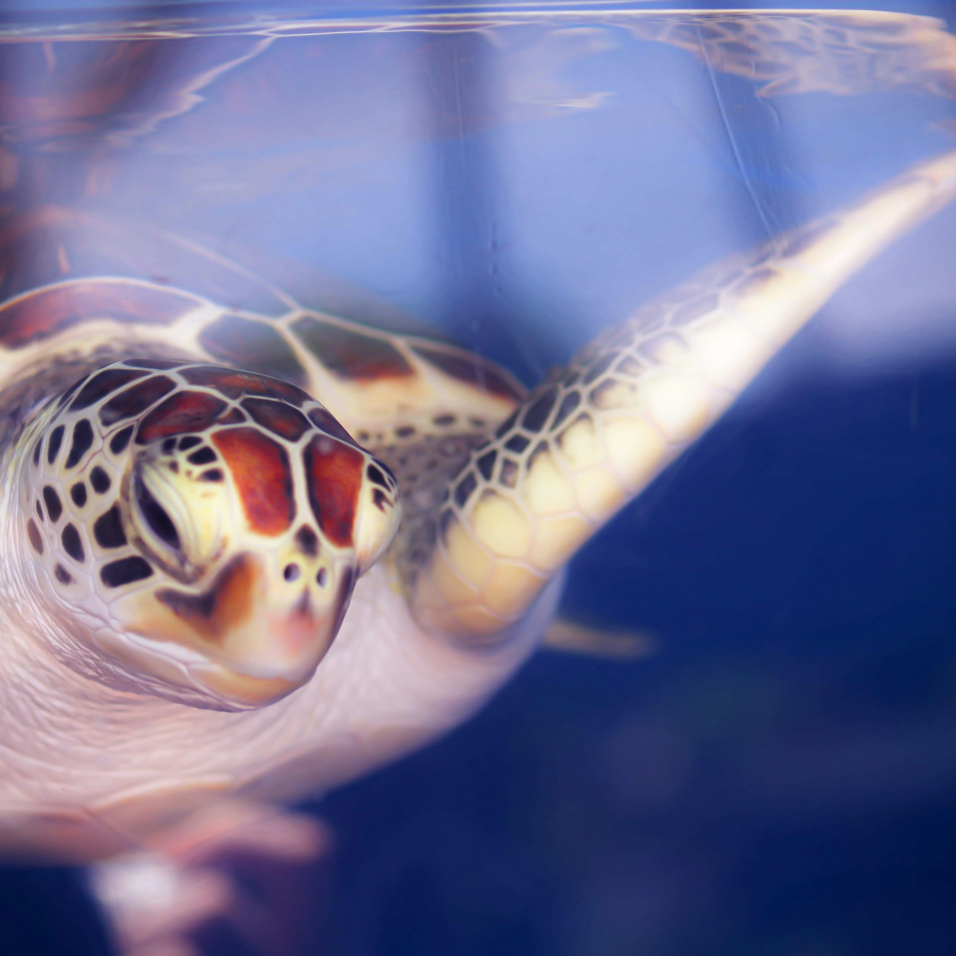 white and brown sea turtle