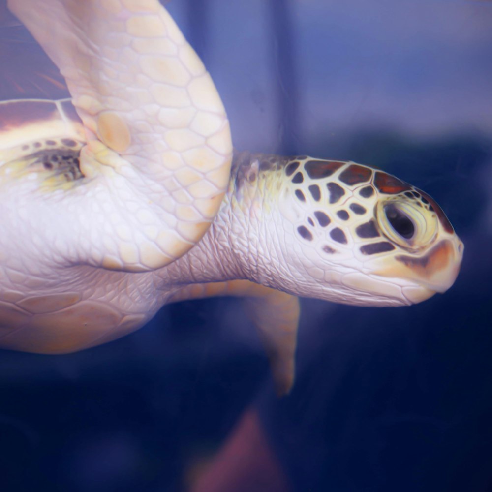 white and black turtle in water