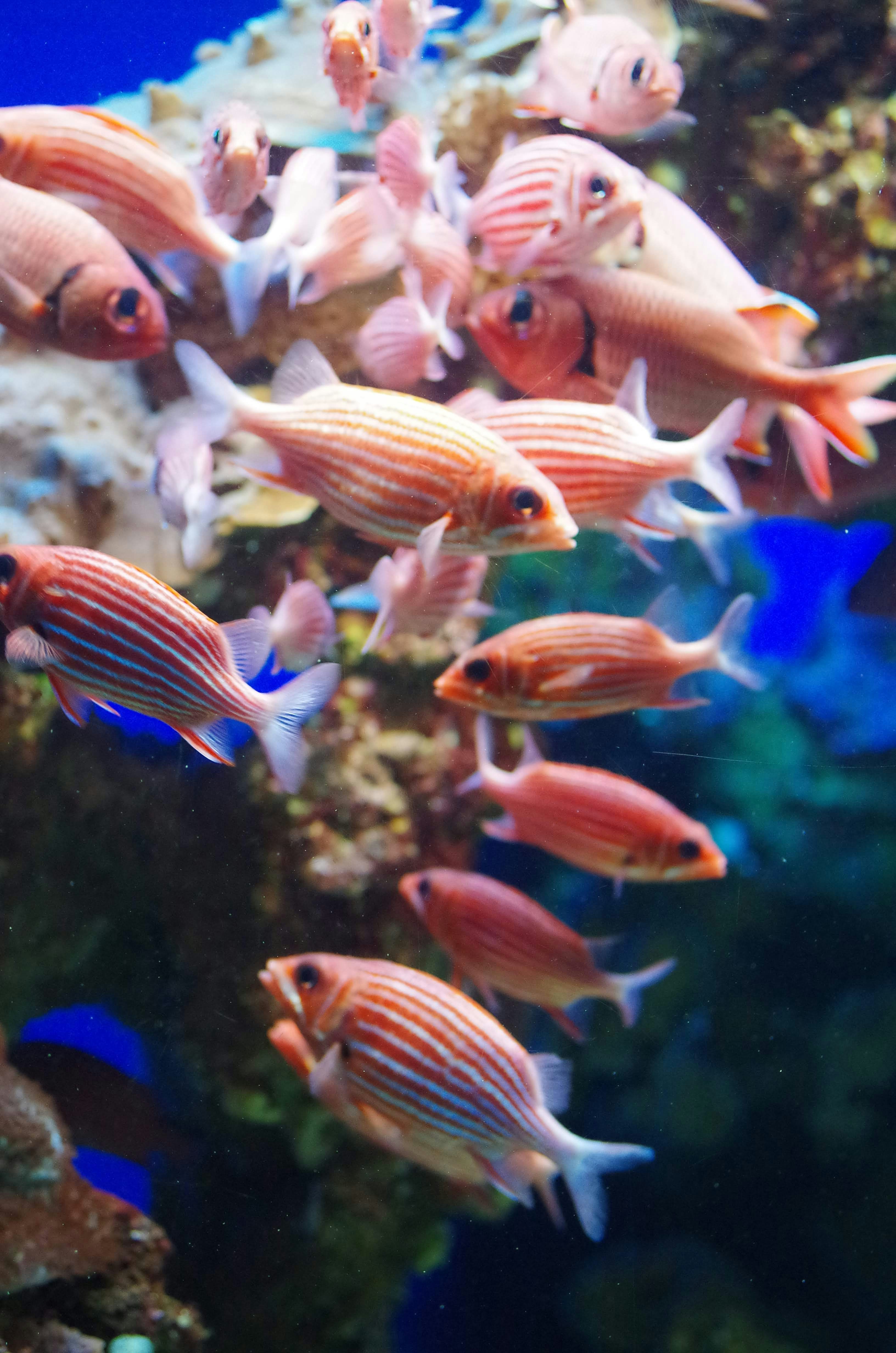 Sekolah ikan oranye dan putih