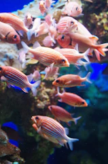 Duke demonstrating genetics concepts to kids using colorful fish models in a bright classroom