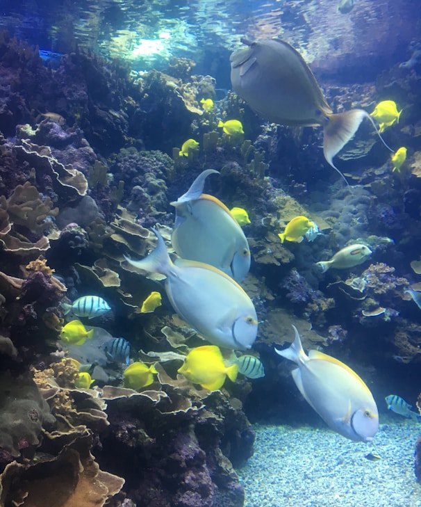 yellow and gray fish in water