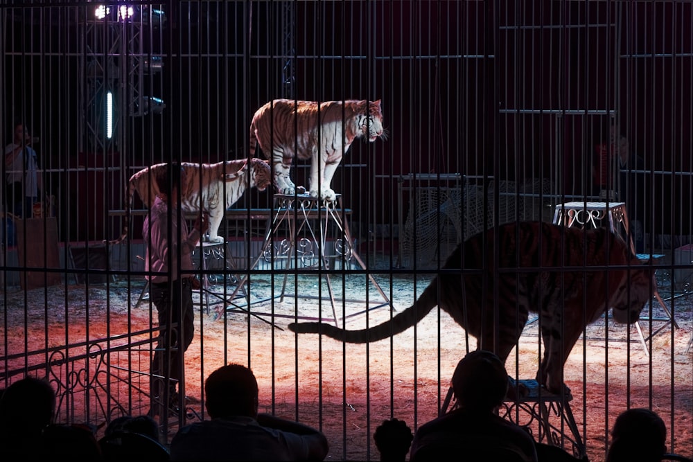 brown and white tiger in cage