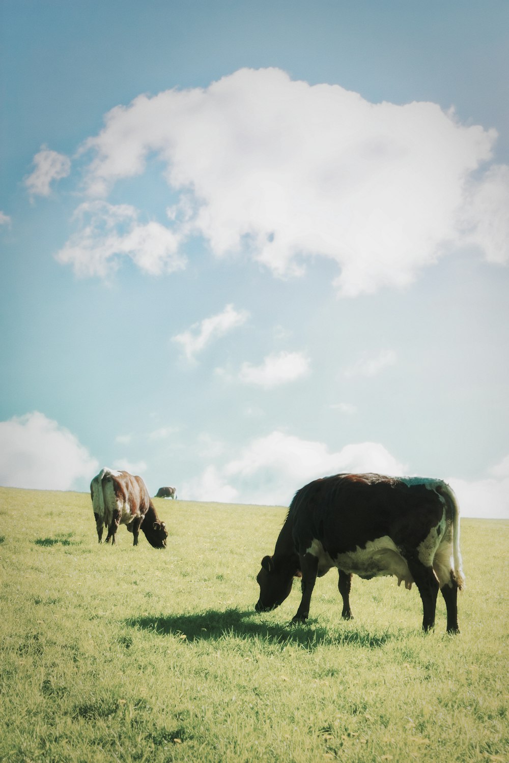 herd of cows on green grass field under white clouds and blue sky during daytime