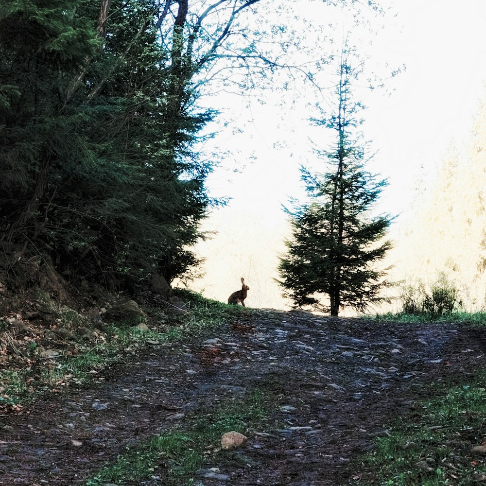 person in black jacket walking on pathway between trees during daytime