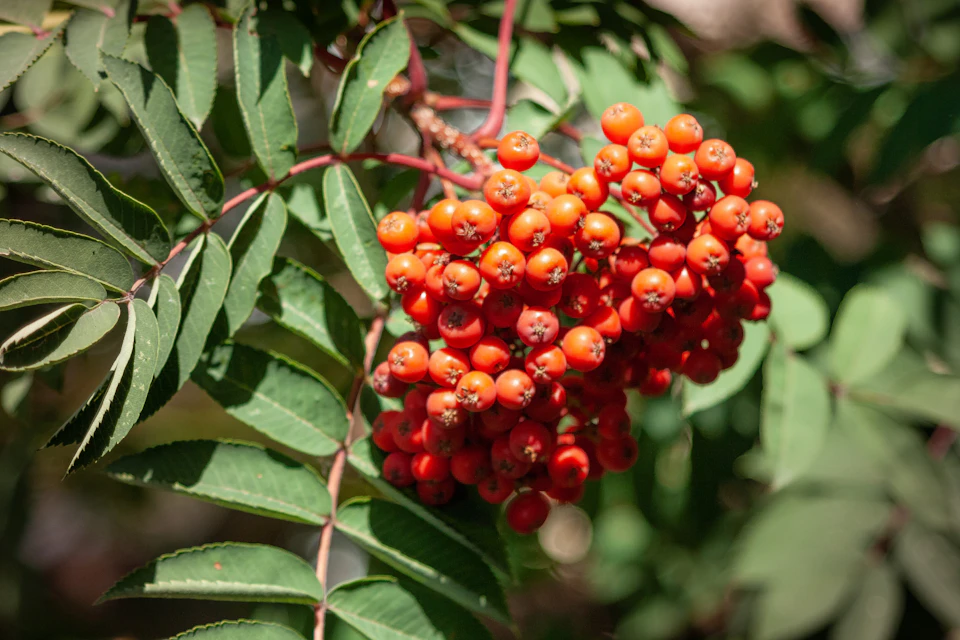 The image shows a close-up view of a cluster of red berries on a branch, surrounded by green leaves. The berries are small and round with a vibrant red color that contrasts with the surrounding greenery. The background is blurred, suggesting an outdoor setting or natural environment.