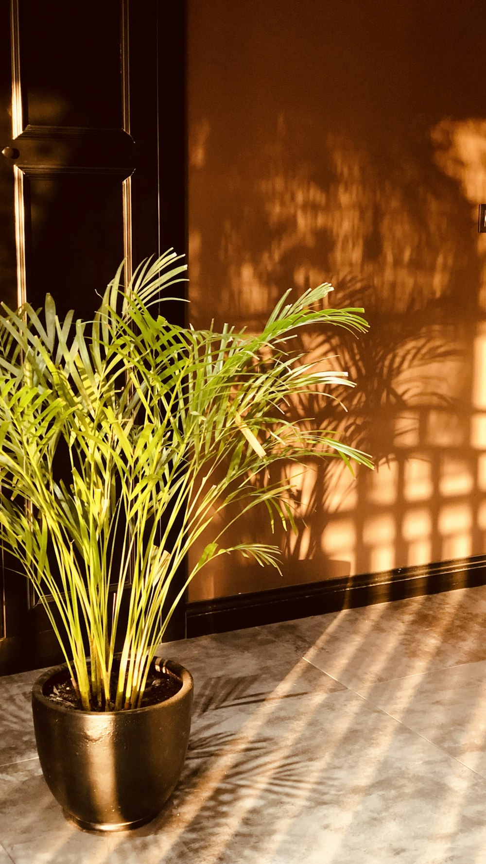 green plant on brown wooden table