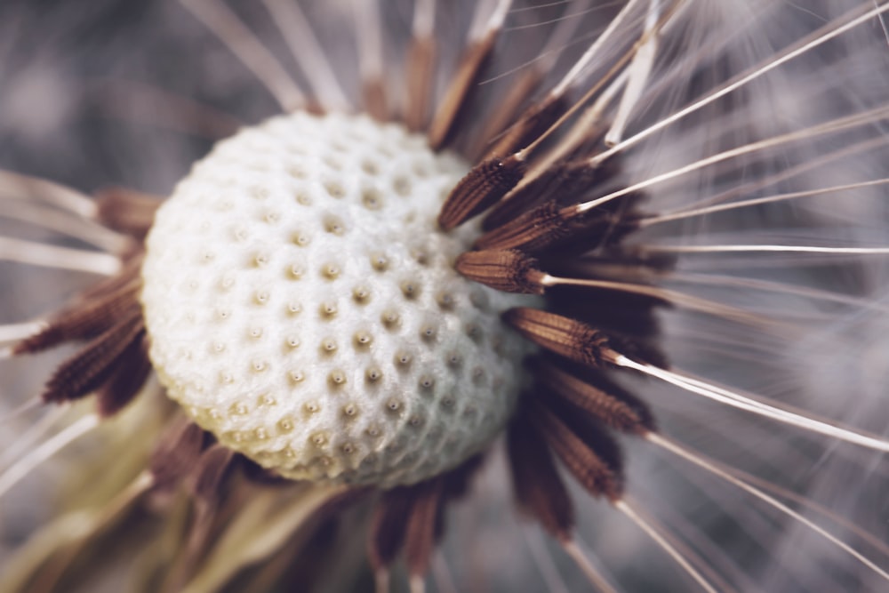 white dandelion in close up photography