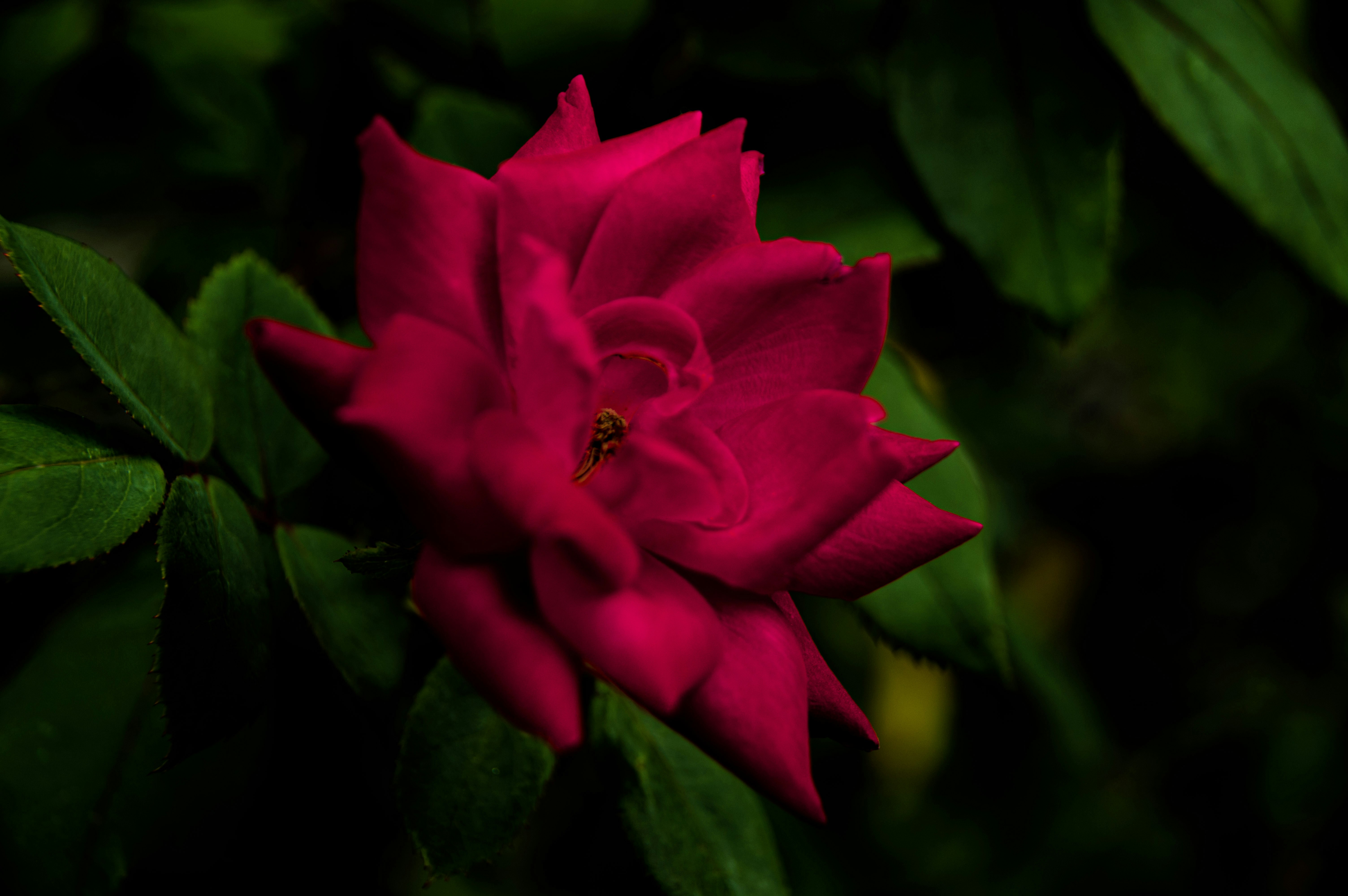 Photo by agesenduringphotography