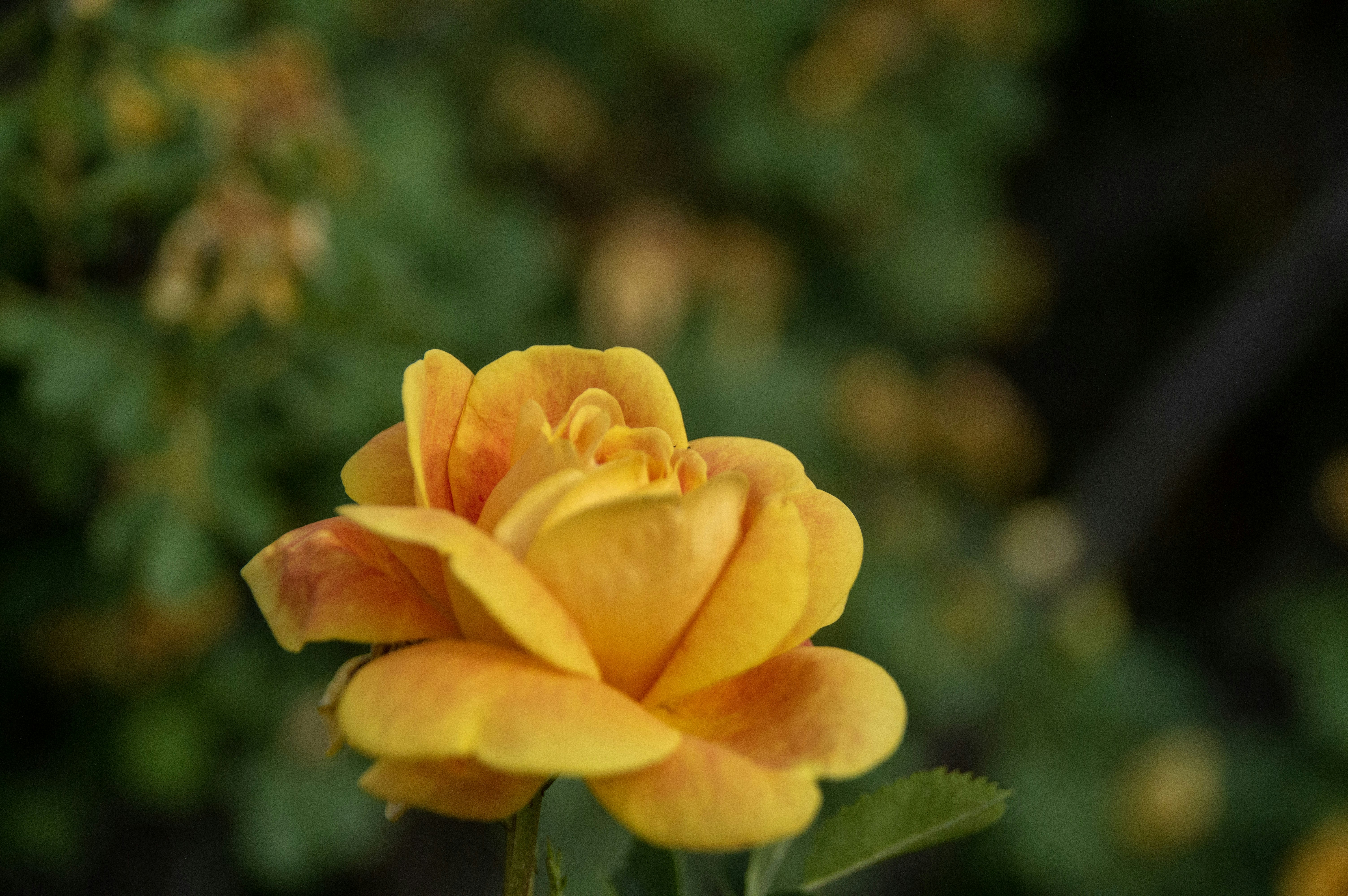 Photo by agesenduringphotography