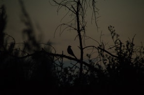 An elusive rare bird perched quietly on a branch at dawn