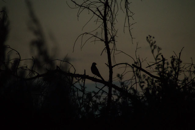 A serene image of a grey bird perched on a branch at dawn, symbolizing hope and renewal amidst change.