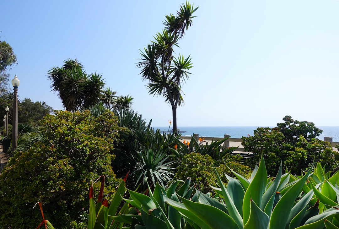 green palm tree near body of water during daytime