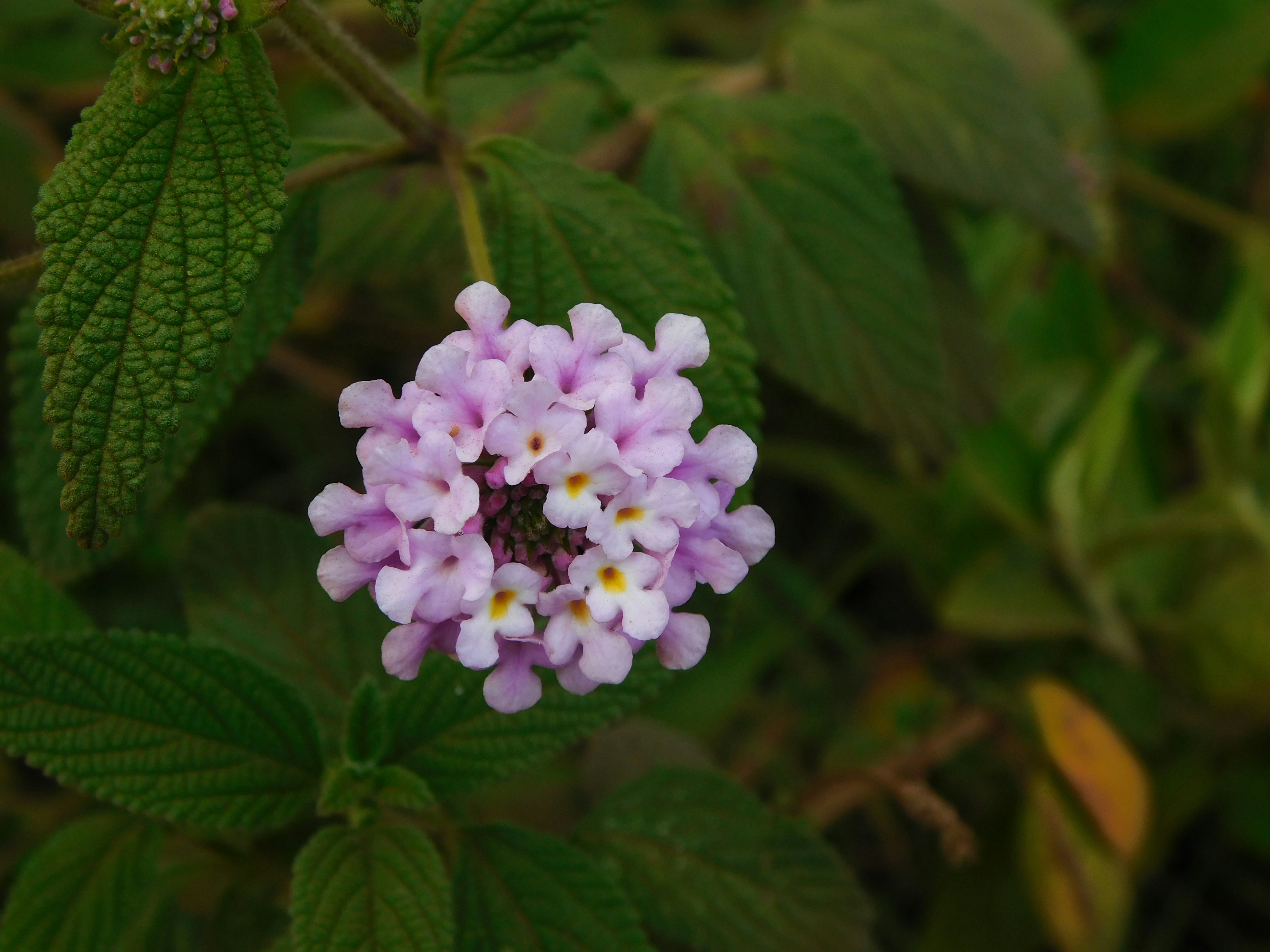 Trailing Lantana flower