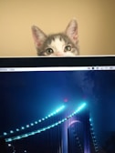 A cat with curious eyes and large ears peers over the top edge of a computer screen. The screen displays a photo of a beautifully lit bridge at night, with glowing blue lights lining the cables and structure. The background casts a warm, neutral tone.