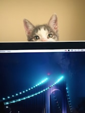 A cat with curious eyes and large ears peers over the top edge of a computer screen. The screen displays a photo of a beautifully lit bridge at night, with glowing blue lights lining the cables and structure. The background casts a warm, neutral tone.