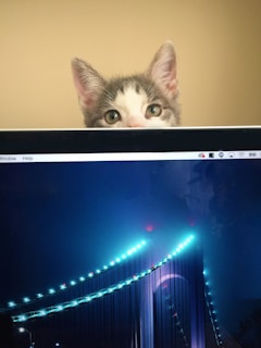 A cat with curious eyes and large ears peers over the top edge of a computer screen. The screen displays a photo of a beautifully lit bridge at night, with glowing blue lights lining the cables and structure. The background casts a warm, neutral tone.
