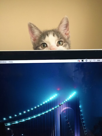 A cat with curious eyes and large ears peers over the top edge of a computer screen. The screen displays a photo of a beautifully lit bridge at night, with glowing blue lights lining the cables and structure. The background casts a warm, neutral tone.
