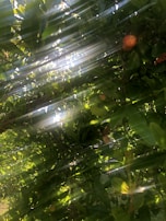 Sunlight filtering through green leaves over a basket of freshly picked fruits.