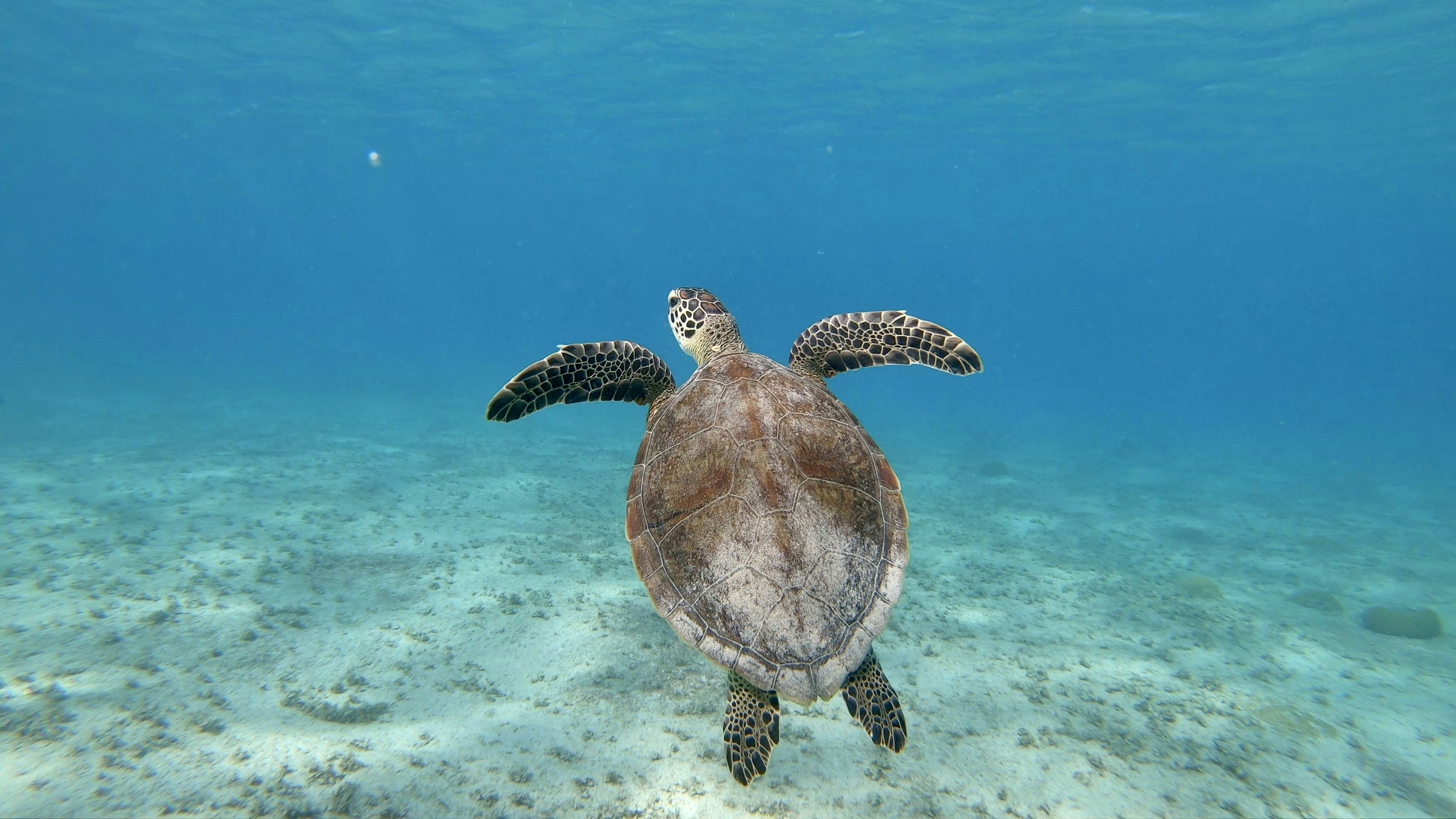 Stay online in the Bonaire with a prepaid eSIM from eSIMlii. Instant activation, no roaming charges, and reliable coverage.