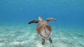 a sea turtle swimming in the ocean