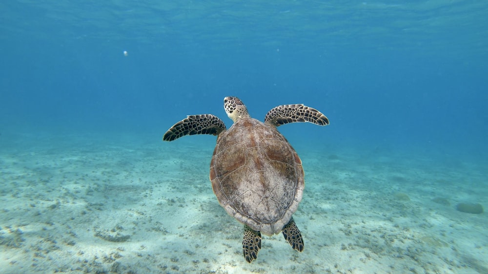 Eine Meeresschildkröte, die im Meer schwimmt