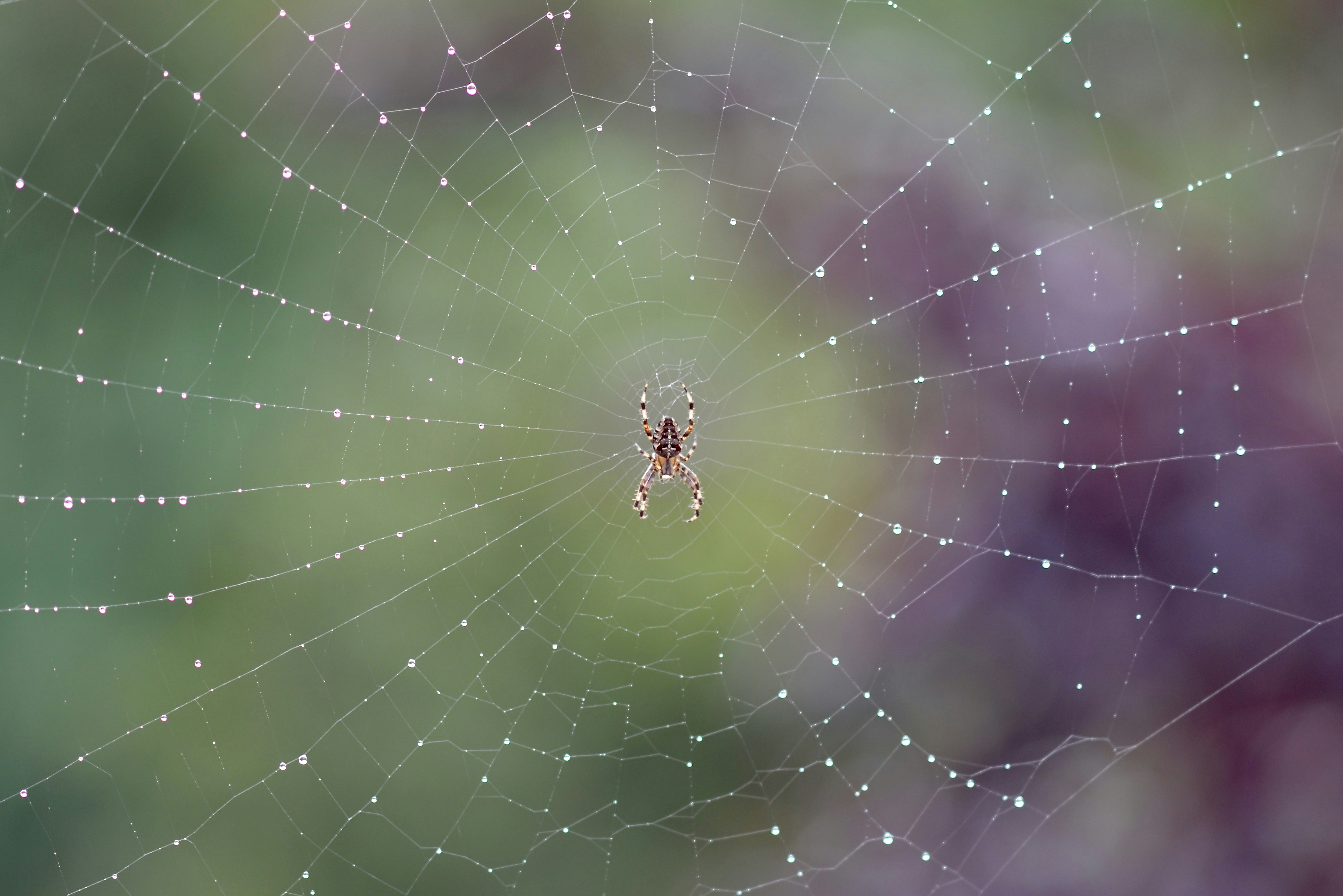 brown spider on spider web in close up photography